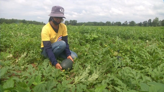 ปลูก"แตงโมกินรี"สร้างรายได้งามทดแทนทำนา