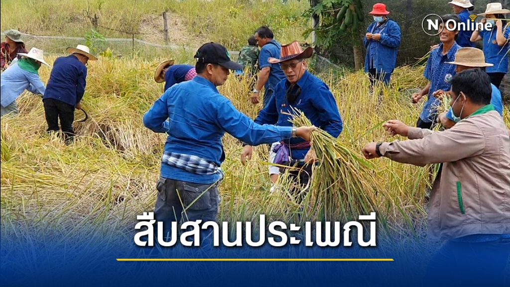 ชาวนาโคราชฟื้นประเพณีลงแขกเกี่ยวข้าว ลดต้นทุนการผลิต ชาวนาโคราชฟื้นประเพณีลงแขกเกี่ยวข้าว ลดต้นทุนการผลิต