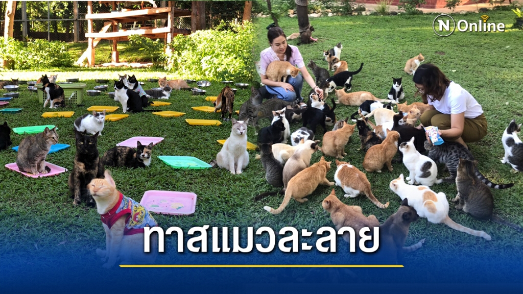 เอาใจทาสแมว! Elephant Nature Park เนรมิตอาณาจักรแมว 300 ตัว