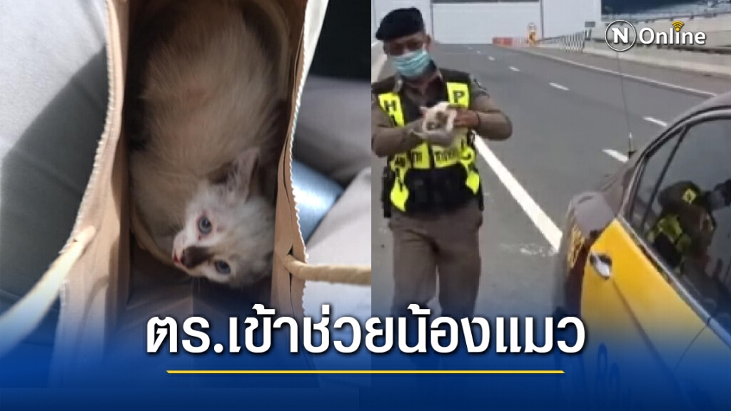 น่าชื่นชม!! ตำรวจทางหลวง เข้าไปช่วยเหลือลูกแมว กลางถนน น่าชื่นชม!! ตำรวจทางหลวง เข้าไปช่วยเหลือลูกแมว กลางถนน
