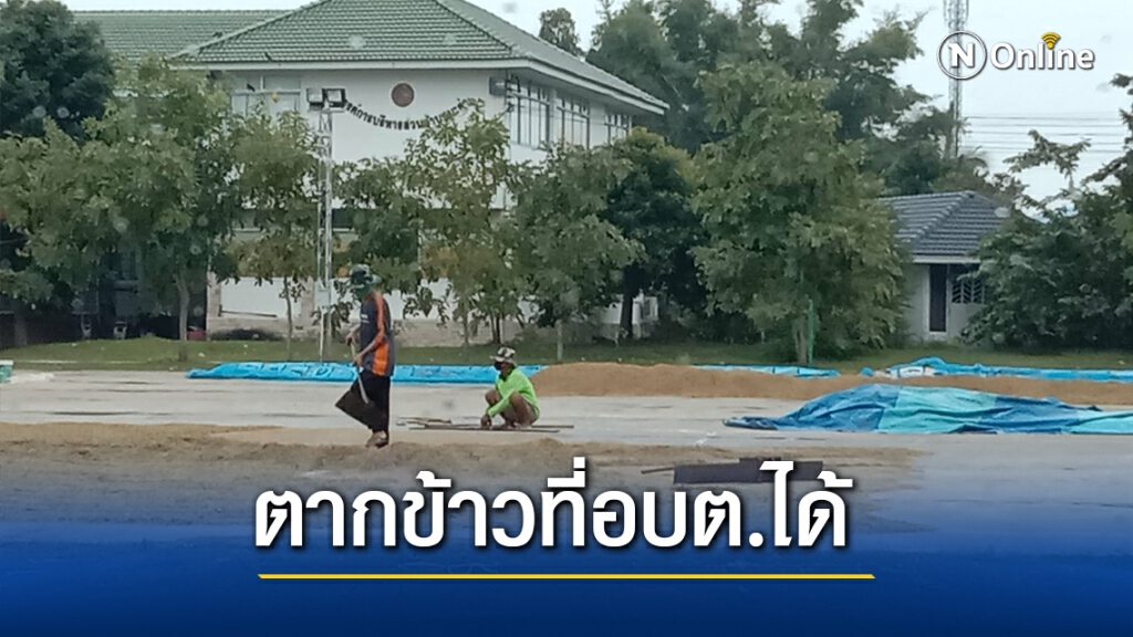 เห็นใจชาวนา อบต.-วัดเปิดพื้นที่ให้ตากข้าว เห็นใจชาวนา อบต.-วัดเปิดพื้นที่ให้ตากข้าว