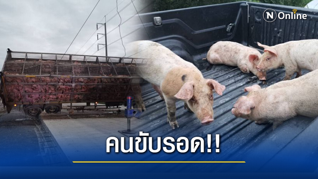 18 ล้อ บรรทุกลูกหมูพลิกคว่ำ "ดับอื้อ" 18 ล้อ บรรทุกลูกหมูพลิกคว่ำ "ดับอื้อ"