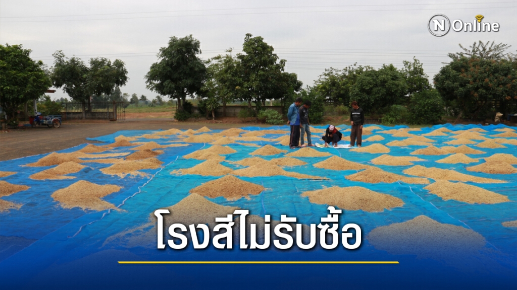 ธกส.แจงถูกแอบอ้างชื่อหลอกขายพันธุ์ข้าว เร่งสอบข้อเท็จจริง