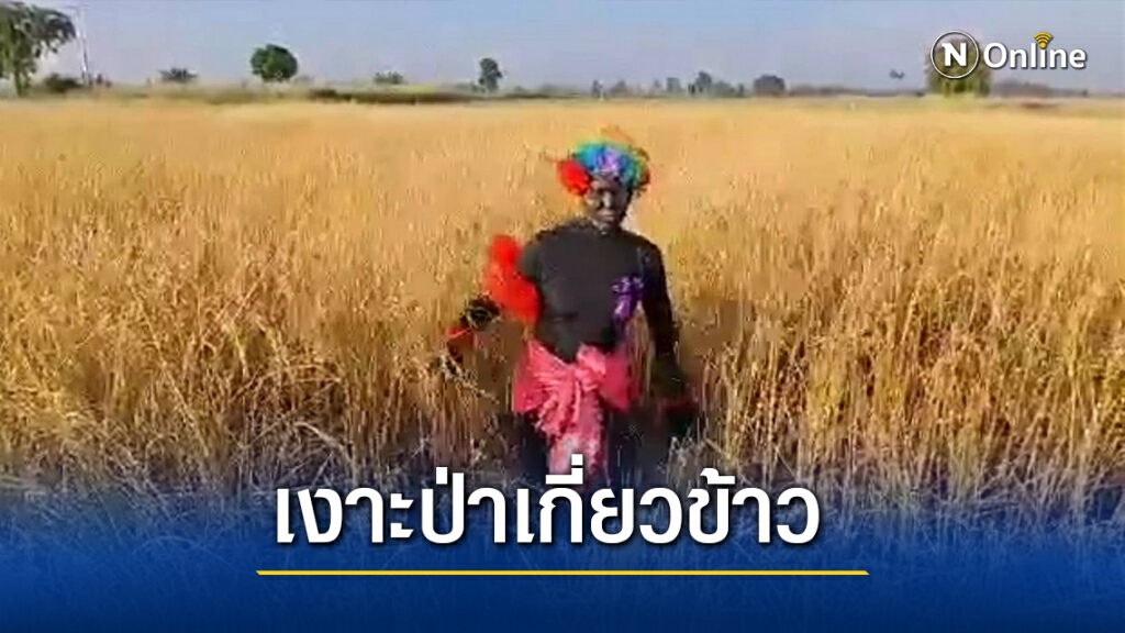 ฮือฮาสาวใหญ่ แปลงโฉมเป็นเงาะป่าลงเกี่ยวข้าว ฮือฮาสาวใหญ่ แปลงโฉมเป็นเงาะป่าลงเกี่ยวข้าว