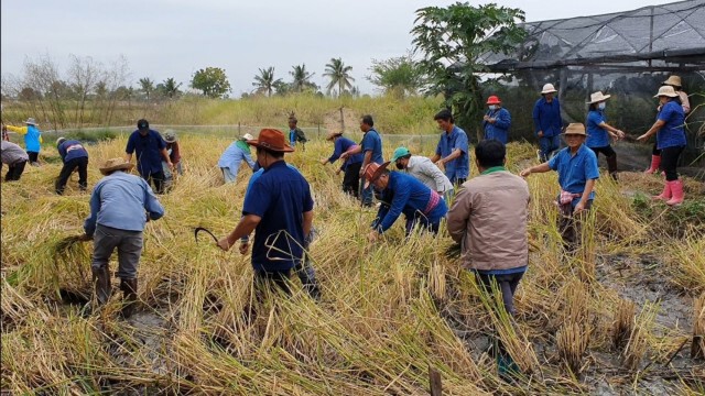 ชาวนาโคราชฟื้นประเพณีลงแขกเกี่ยวข้าว ลดต้นทุนการผลิต