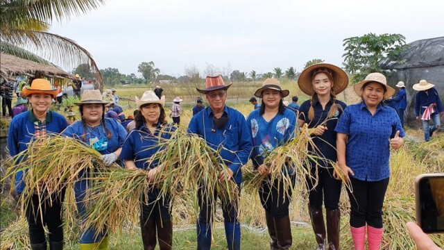 ชาวนาโคราชฟื้นประเพณีลงแขกเกี่ยวข้าว ลดต้นทุนการผลิต