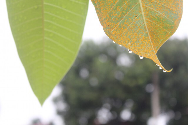 ครบุรี ฝนตกหนักทั้งคืน แต่ไม่ส่งผลกระทบเขื่อนมูลบน
