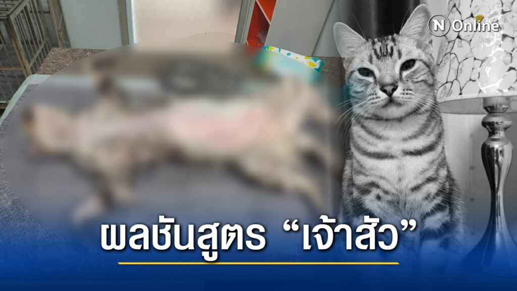 เปิดผลชันสูตรสาเหตุการเสียชีวิต แมว"เจ้าสัว" ถูกงูกัดตาย