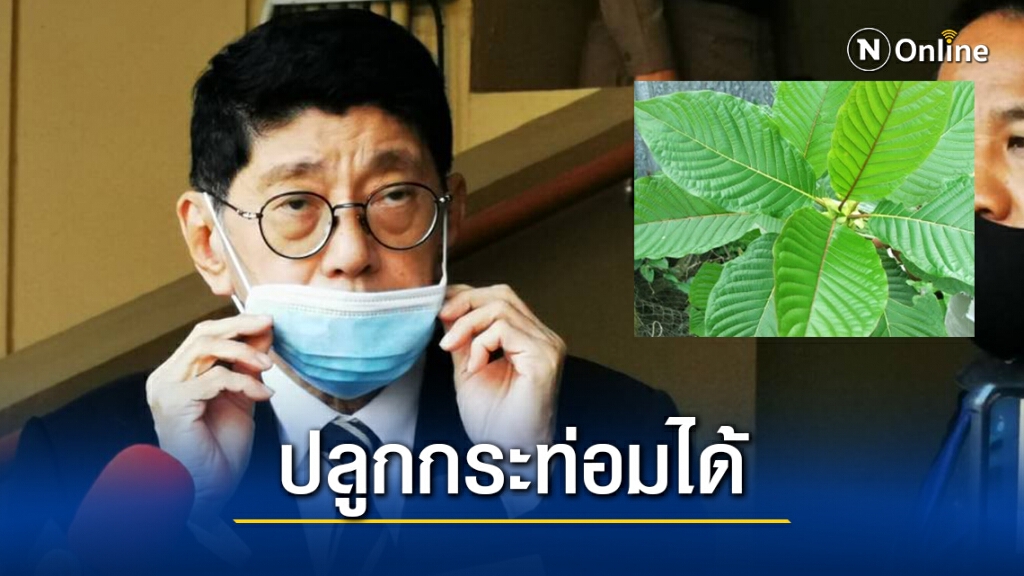 บอดร์ดปปส.ปลดล็อค 135 พื้นที่ ปลูก"กระท่อม"ได้ บอดร์ดปปส.ปลดล็อค 135 พื้นที่ ปลูก"กระท่อม"ได้