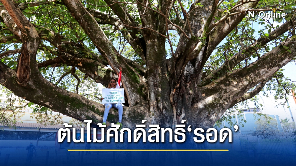 ผู้นำเคนยาช่วยต้นไม้ศักดิ์สิทธิ์