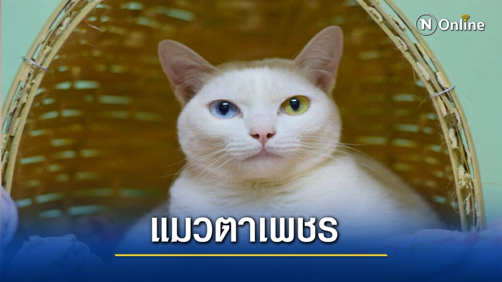 แมวตาเพชรสัตว์หายากให้โชคเจ้าของ แมวตาเพชรสัตว์หายากให้โชคเจ้าของ