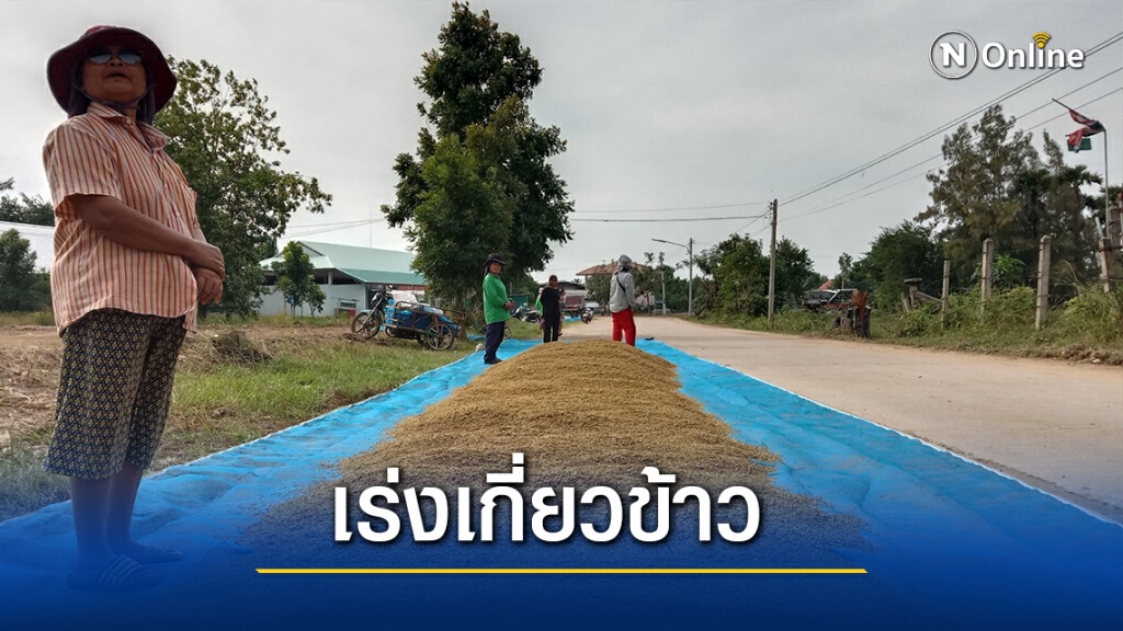 น้ำท่วมพิมายเริ่มคลี่คลาย ชาวนาเร่งเก็บเกี่ยวผลผลิต น้ำท่วมพิมายเริ่มคลี่คลาย ชาวนาเร่งเก็บเกี่ยวผลผลิต