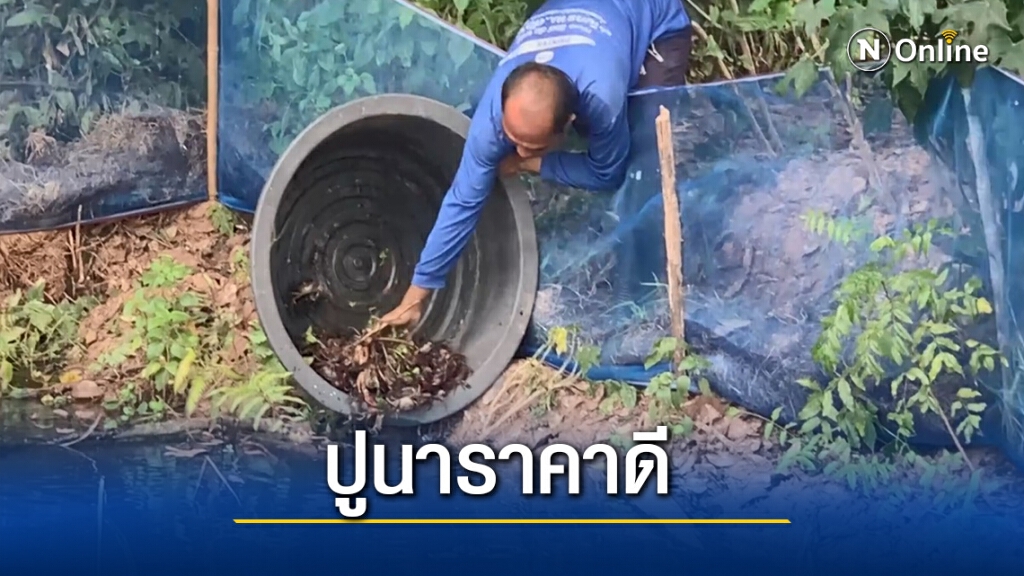 เกษตรกรปล่อยปูนาหลังเกี่ยวข้าวสร้างรายได้เสริม เกษตรกรปล่อยปูนาหลังเกี่ยวข้าวสร้างรายได้เสริม