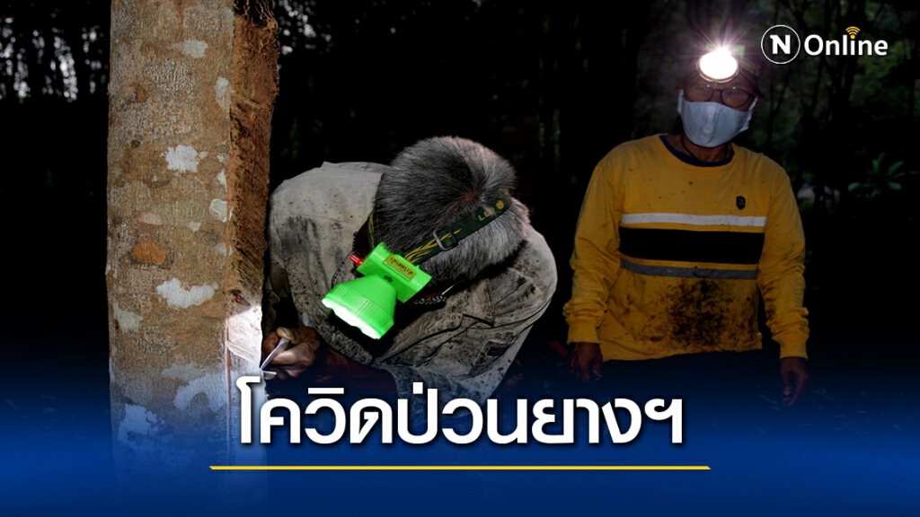 เกษตรฯประเมินส่งออกยางหดตัว-ดิ้นพยุงราคาลดผลกระทบผู้ปลูก