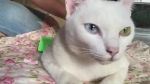 แมวตาเพชรสัตว์หายากให้โชคเจ้าของ