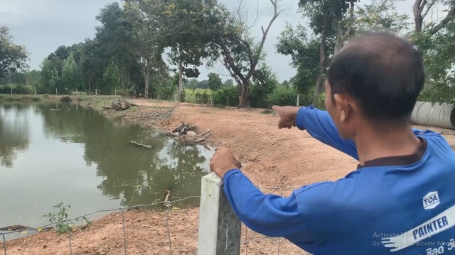 เกษตรกรปล่อยปูนาหลังเกี่ยวข้าวสร้างรายได้เสริม