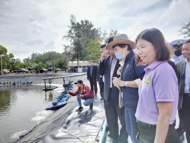 "คุณหญิงกัลยา" จับกุ้งสมาร์ทฟาร์ม ได้ผลดีเยี่ยม