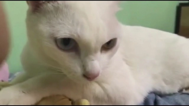 แมวตาเพชรสัตว์หายากให้โชคเจ้าของ