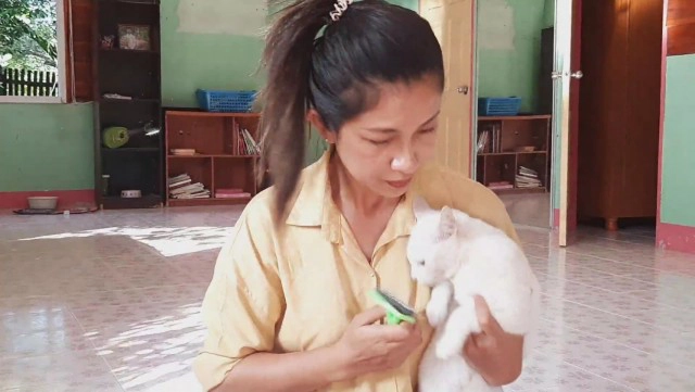 แมวตาเพชรสัตว์หายากให้โชคเจ้าของ