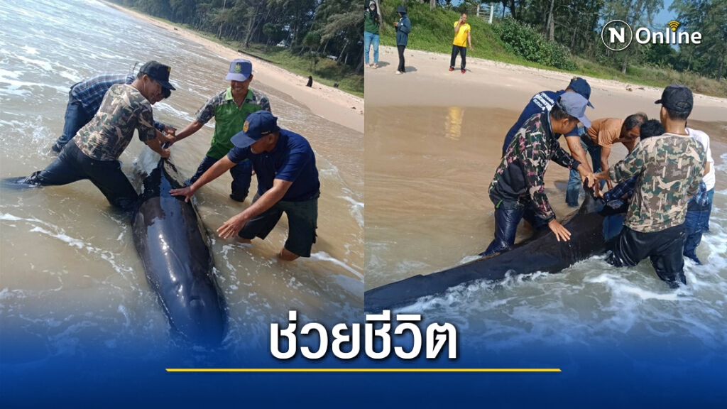 ช่วยชีวิต "วาฬ" หลงทางเกยชายหาด