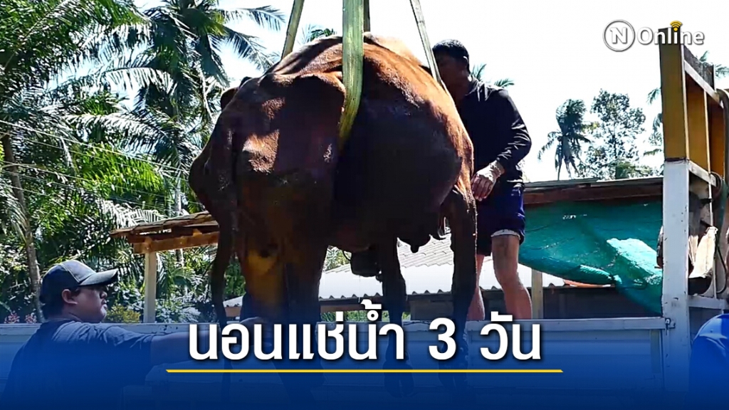 เร่งช่วยชีวิตวัวแก่นอนแช่น้ำ 3 วัน เร่งช่วยชีวิตวัวแก่นอนแช่น้ำ 3 วัน