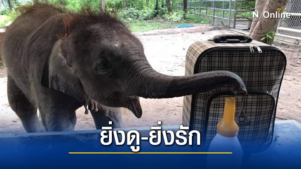 รักเลยนะ.! เจ้าทับเสลา "ช้างน้อยแสนรู้"