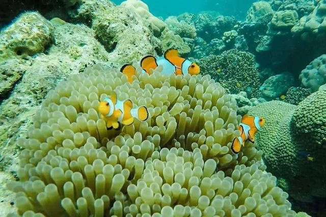 กดลาพักร้อนแล้วไปเที่ยว หมู่บ้านมอแกน ดำน้ำตื้นดูนีโม่ ชมหาดทรายขาวที่"หมู่เกาะสุรินทร์"