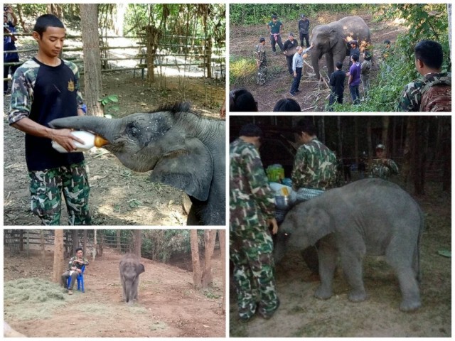 รักเลยนะ.! เจ้าทับเสลา "ช้างน้อยแสนรู้"