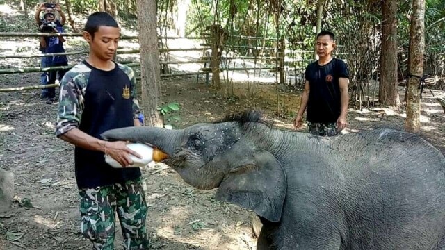 รักเลยนะ.! เจ้าทับเสลา "ช้างน้อยแสนรู้"