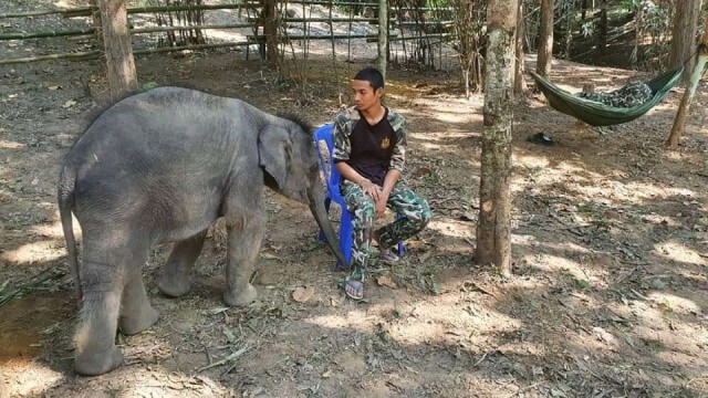 รักเลยนะ.! เจ้าทับเสลา "ช้างน้อยแสนรู้"