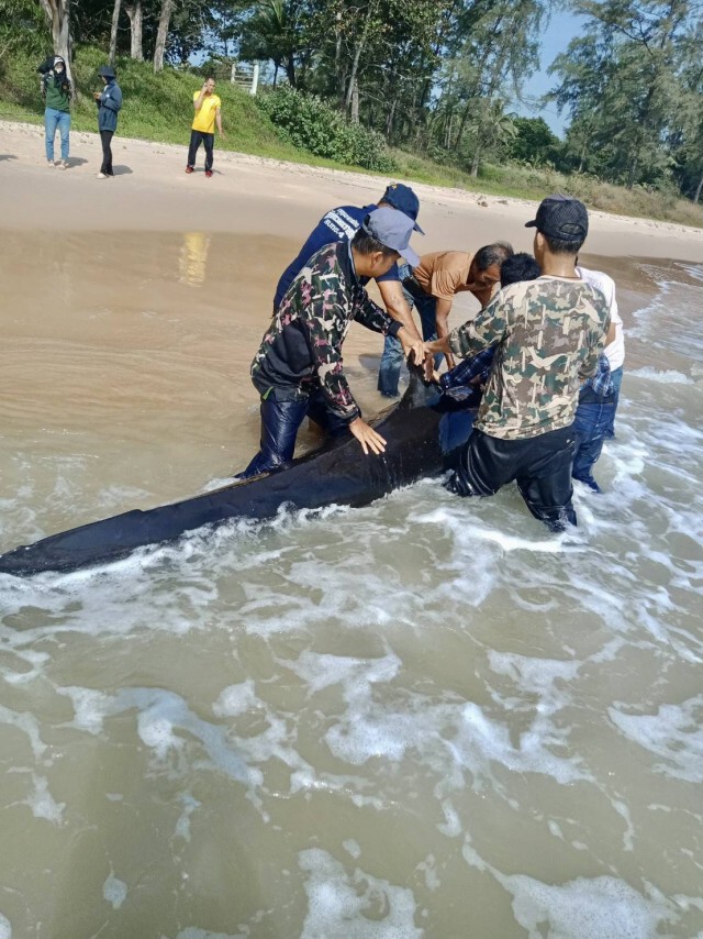 ช่วยชีวิต "วาฬ" หลงทางเกยชายหาด
