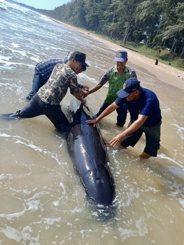ช่วยชีวิต "วาฬ" หลงทางเกยชายหาด