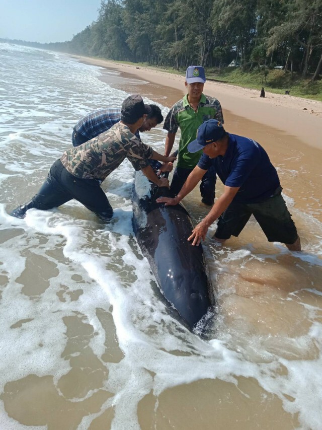 ช่วยชีวิต "วาฬ" หลงทางเกยชายหาด