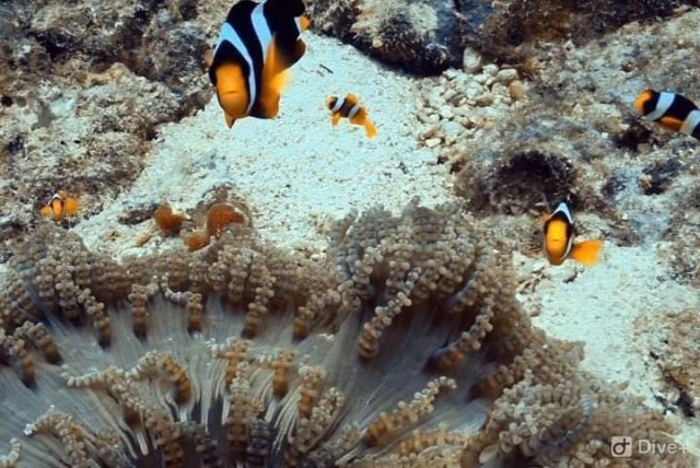 กดลาพักร้อนแล้วไปเที่ยว หมู่บ้านมอแกน ดำน้ำตื้นดูนีโม่ ชมหาดทรายขาวที่"หมู่เกาะสุรินทร์"