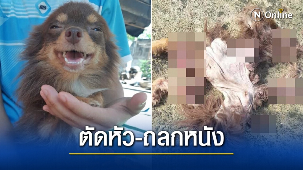 สลด "โกโก้" สุนัขชิวาว่า ถูกถลกหนัง ตัดหัว-ตัดขา เร่งล่าคนร้าย สลด "โกโก้" สุนัขชิวาว่า ถูกถลกหนัง ตัดหัว-ตัดขา เร่งล่าคนร้าย
