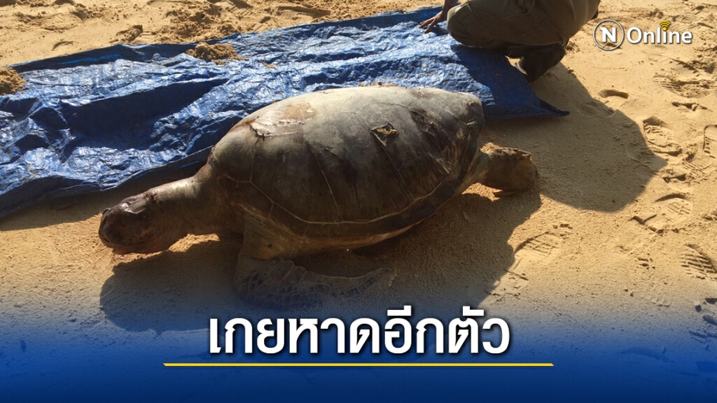พบซาก "เต่าตนุ" เกยหาดเร่งสอบสาเหตุ พบซาก "เต่าตนุ" เกยหาดเร่งสอบสาเหตุ