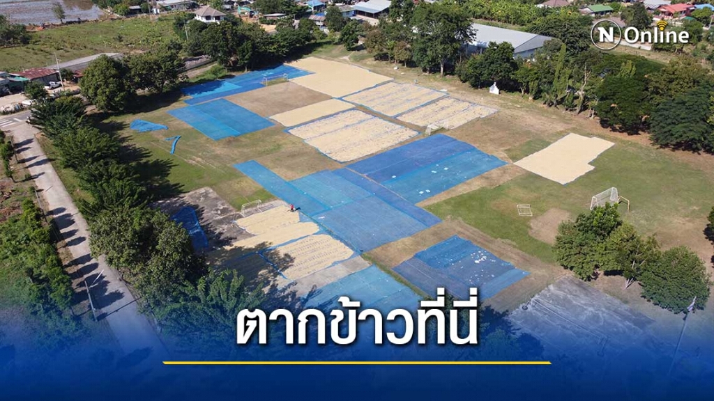 โรงเรียนในโคราช เปิดพื้นที่ตากข้าวฟรีช่วยชาวนา โรงเรียนในโคราช เปิดพื้นที่ตากข้าวฟรีช่วยชาวนา
