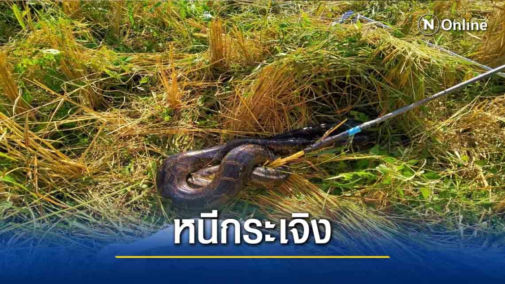 ชาวนาวิ่งหนีกระเจิง-งูเหลือมยักษ์นอนขดกลางทุ่งนา ชาวนาวิ่งหนีกระเจิง-งูเหลือมยักษ์นอนขดกลางทุ่งนา