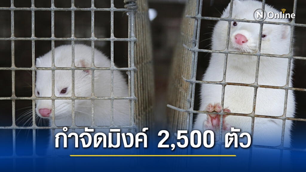 กรีซผวา! เร่งกำจัดมิงค์ยับยั้งโควิด-19 ระบาดในสัตว์ กรีซผวา! เร่งกำจัดมิงค์ยับยั้งโควิด-19 ระบาดในสัตว์