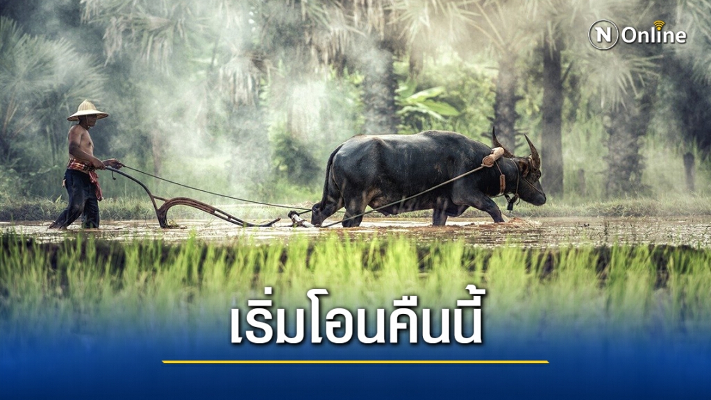 เตรียมเช็กเลย! "ประกันรายได้ข้าว" เงินเข้าเที่ยงคืนวันนี้วันแรก!!