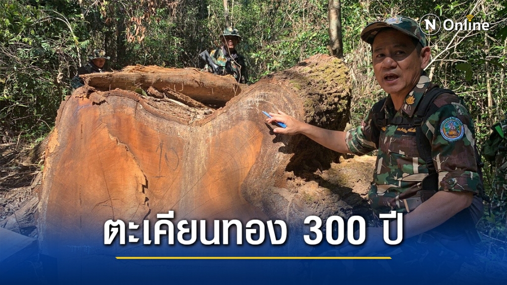 เปิดขุมทรัพย์ ต้นตะเคียนทอง กว่า 300 ปี ถูกลอบตัดเกลื่อนป่าชายแดนไทย-กัมพูชา