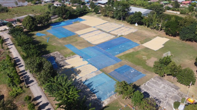 โรงเรียนในโคราช เปิดพื้นที่ตากข้าวฟรีช่วยชาวนา
