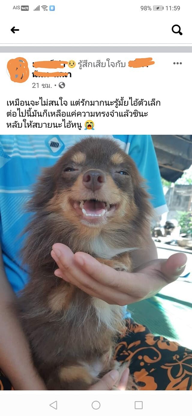 สลด "โกโก้" สุนัขชิวาว่า ถูกถลกหนัง ตัดหัว-ตัดขา เร่งล่าคนร้าย