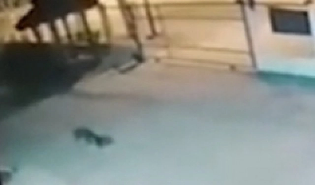 สุนัขแสนรู้ คาบยาบ้า ส่งไปรษณีย์