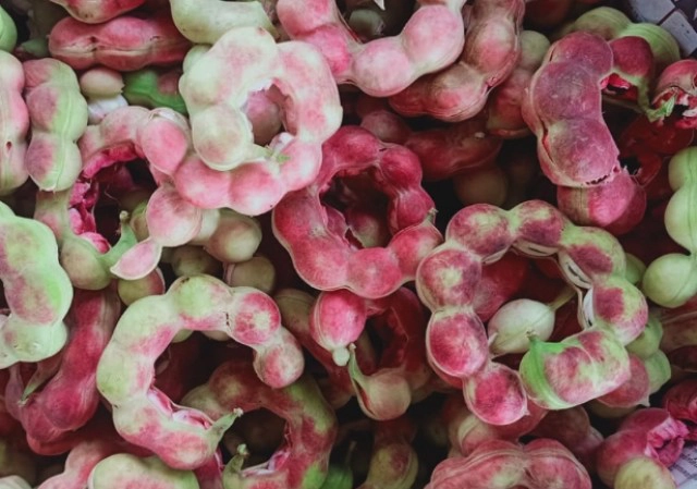 รู้หรือไม่? "มะขามเทศ" ช่วยลดความเสี่ยงโรคหัวใจ