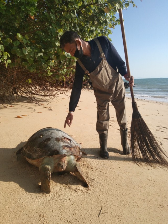 พบซาก "เต่าตนุ" เกยหาดเร่งสอบสาเหตุ
