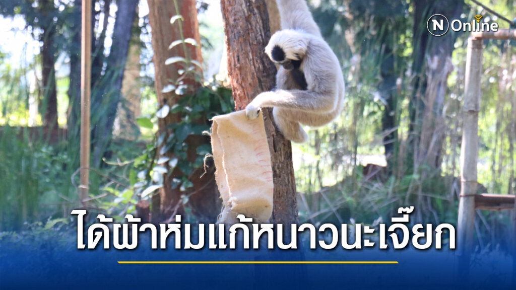 สวนสัตว์โคราชจัดเต็มที่ห่มกระสอบให้ลิงแก้หนาว