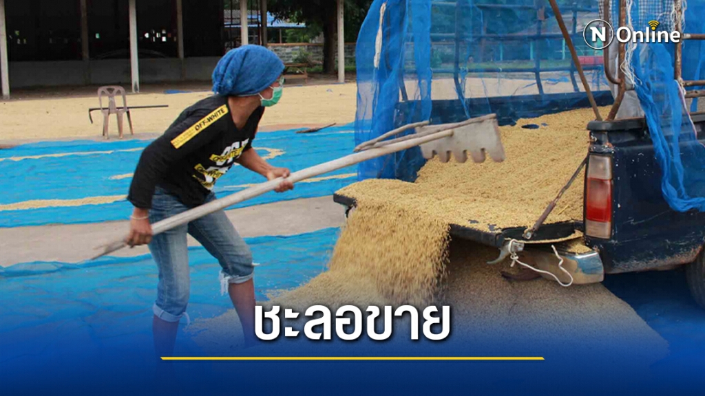ชาวนาอ่วมราคาข้าวเปลือกตกต่ำตากแห้งชะลอขาย