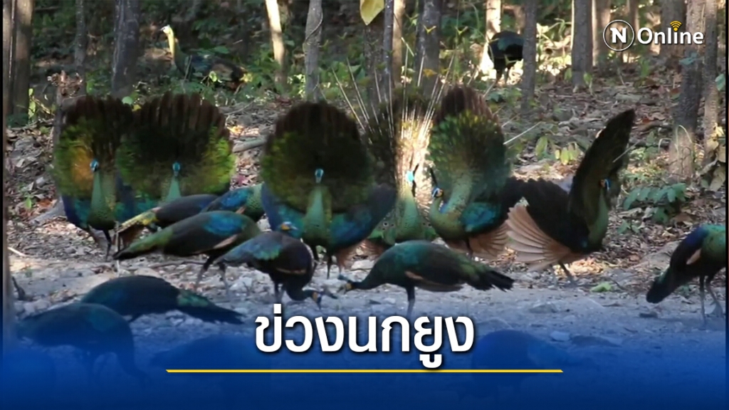 ทำ"ข่วงนกยูง"รับนักท่องเที่ยว-ชมใกล้ชิด
