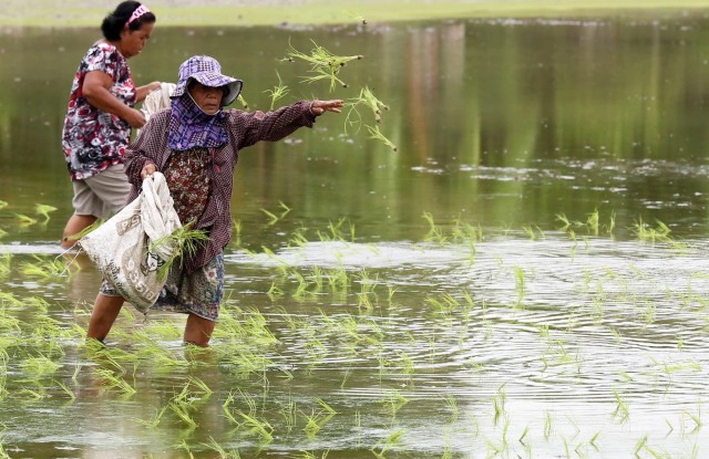 ธ.ก.ส.จ่ายล็อตแรกประกันผู้ปลูกข้าววงเงิน 9.2พันล้านบาท